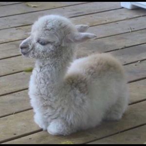 Meet your Posher, Lorraine